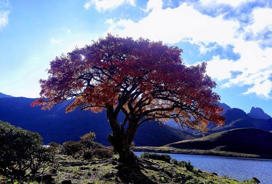 重庆沙坪坝区:春节玩转三河村 丰富活动邀你来打卡